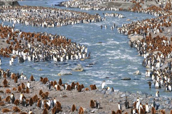 Milhares de pinguins se amontoam ao redor de rio em St Andrews Bay, na Geórgia do Sul, a maior colônia de pinguins rei do mundo (foto de Steve Denver)